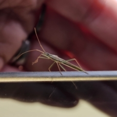 Mutusca brevicornis at QPRC LGA - 9 Nov 2023 03:04 PM