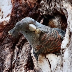 Callocephalon fimbriatum (Gang-gang Cockatoo) at Hughes, ACT - 8 Nov 2023 by LisaH