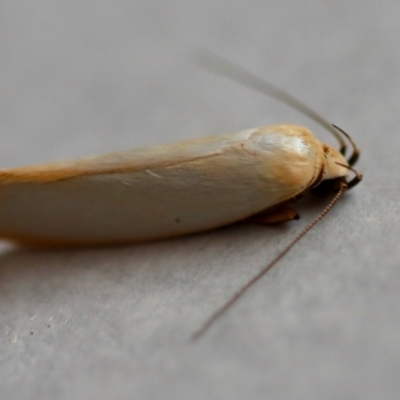 Xylorycta assimilis (A Xyloryctid moth) at Hughes, ACT - 9 Nov 2023 by LisaH