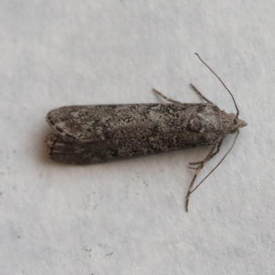 Heteromicta pachytera (Galleriinae subfamily moth) at Hughes, ACT - 9 Nov 2023 by LisaH