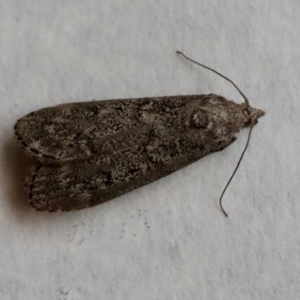 Heteromicta pachytera at Hughes, ACT - 9 Nov 2023