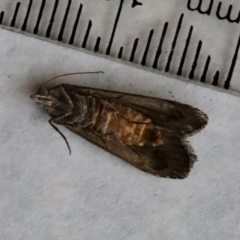 Heteromicta pachytera at Hughes, ACT - 9 Nov 2023