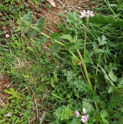 Erodium cicutarium (Common Storksbill, Common Crowfoot) at Belconnen, ACT - 5 Sep 2021 by SarahHnatiuk