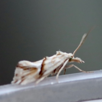 Heliocosma argyroleuca (A tortrix or leafroller moth) at Hughes, ACT - 9 Nov 2023 by LisaH