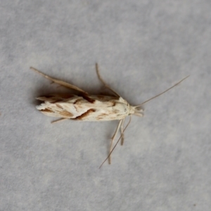 Heliocosma argyroleuca at Hughes, ACT - 9 Nov 2023