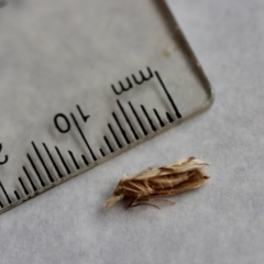 Heliocosma argyroleuca at Hughes, ACT - 9 Nov 2023