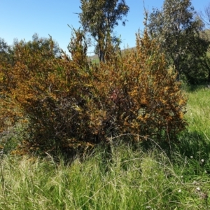 Daviesia mimosoides subsp. mimosoides at Mount Painter - 17 Oct 2021