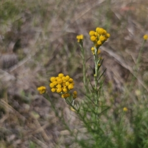 Chrysocephalum semipapposum at Gidleigh TSR - 9 Nov 2023