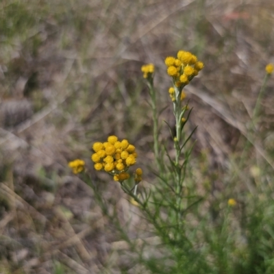 Chrysocephalum semipapposum (Clustered Everlasting) at QPRC LGA - 9 Nov 2023 by Csteele4