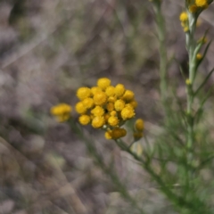 Chrysocephalum semipapposum at Gidleigh TSR - 9 Nov 2023