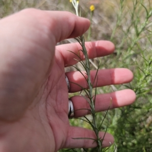 Chrysocephalum semipapposum at Gidleigh TSR - 9 Nov 2023