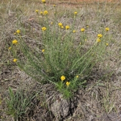 Chrysocephalum semipapposum at Gidleigh TSR - 9 Nov 2023