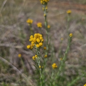 Chrysocephalum semipapposum at Gidleigh TSR - 9 Nov 2023