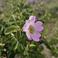 Rosa rubiginosa (Sweet Briar, Eglantine) at QPRC LGA - 9 Nov 2023 by Csteele4