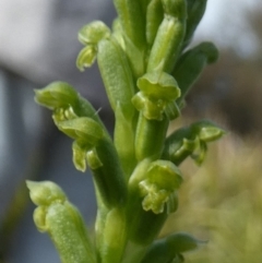 Microtis unifolia (Common Onion Orchid) at QPRC LGA - 7 Nov 2023 by Paul4K