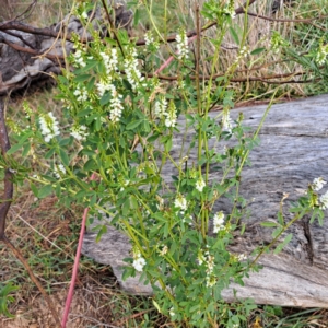 Melilotus albus at Whitlam, ACT - 18 Jul 2023