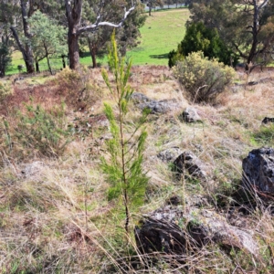 Exocarpos cupressiformis at Mount Painter - 24 Apr 2023 11:55 AM