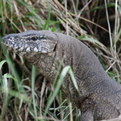 Varanus rosenbergi (Heath or Rosenberg's Monitor) at Michelago, NSW - 4 Mar 2022 by Illilanga