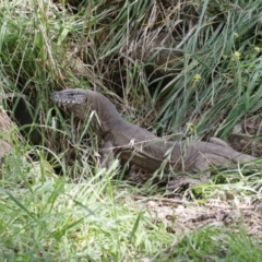 Varanus rosenbergi at Illilanga & Baroona - 4 Mar 2022