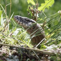 Varanus rosenbergi at Illilanga & Baroona - 4 Mar 2022