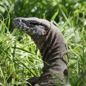 Varanus rosenbergi at Illilanga & Baroona - 4 Mar 2022