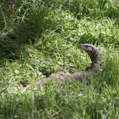 Varanus rosenbergi at Illilanga & Baroona - 4 Mar 2022