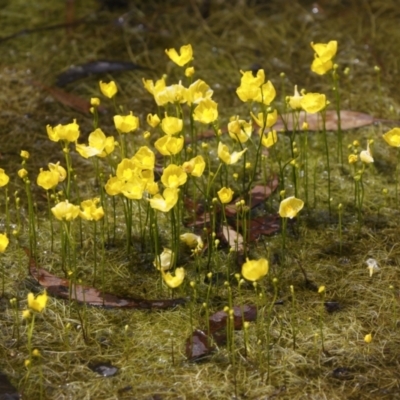 Utricularia gibba (Floating Bladderwort) at Illilanga & Baroona - 17 Feb 2021 by Illilanga