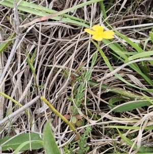 Hypericum gramineum at The Pinnacle - 4 Nov 2023 03:14 PM