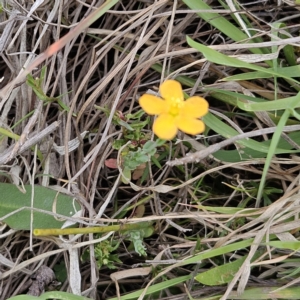 Hypericum gramineum at The Pinnacle - 4 Nov 2023