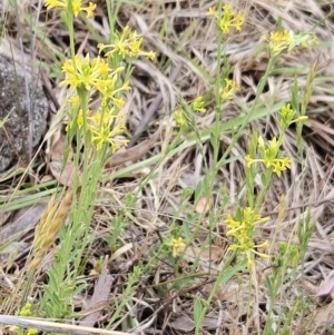 Pimelea curviflora at The Pinnacle - 4 Nov 2023 03:18 PM