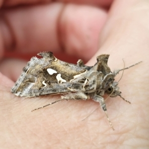 Chrysodeixis argentifera at QPRC LGA - 9 Nov 2023