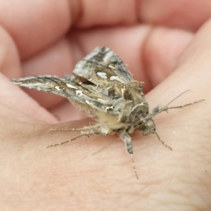 Chrysodeixis argentifera at QPRC LGA - 9 Nov 2023