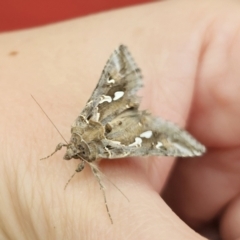 Chrysodeixis argentifera at QPRC LGA - 9 Nov 2023