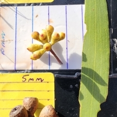 Eucalyptus pauciflora subsp. pauciflora (White Sally, Snow Gum) at Curtin, ACT - 9 Nov 2023 by Steve818