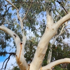 Eucalyptus pauciflora subsp. pauciflora at Curtin, ACT - 9 Nov 2023 06:04 PM