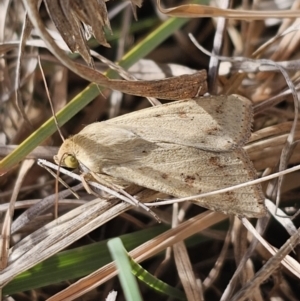 Helicoverpa punctigera at QPRC LGA - 9 Nov 2023