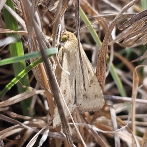 Helicoverpa punctigera at QPRC LGA - 9 Nov 2023