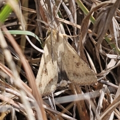 Helicoverpa punctigera at QPRC LGA - 9 Nov 2023 04:08 PM