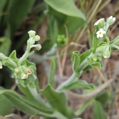 Hackelia suaveolens (Sweet Hounds Tongue) at The Pinnacle - 4 Nov 2023 by sangio7