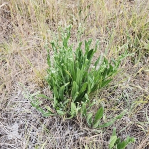 Hackelia suaveolens at The Pinnacle - 4 Nov 2023 03:37 PM