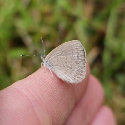 Zizina otis (Common Grass-Blue) at Rossi, NSW - 9 Nov 2023 by Csteele4