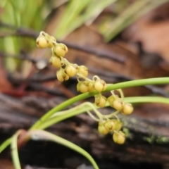 Lomandra filiformis (Wattle Mat-rush) at Rossi, NSW - 9 Nov 2023 by Csteele4