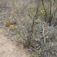 Xerochrysum viscosum at The Pinnacle - 5 Nov 2023