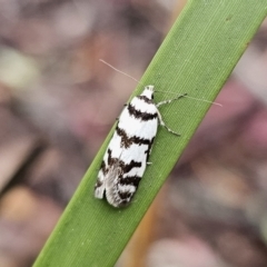 Philobota impletella Group (A concealer moth) at QPRC LGA - 9 Nov 2023 by Csteele4