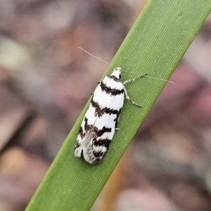 Philobota impletella Group at QPRC LGA - 9 Nov 2023