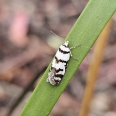 Philobota impletella Group at QPRC LGA - 9 Nov 2023