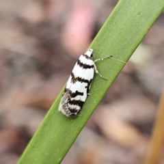 Philobota impletella Group at QPRC LGA - 9 Nov 2023