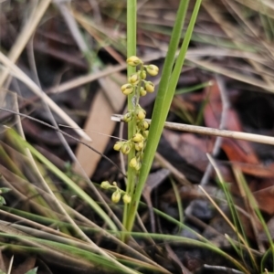 Lomandra filiformis at QPRC LGA - 9 Nov 2023