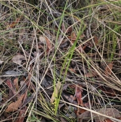 Lomandra filiformis at QPRC LGA - 9 Nov 2023 06:54 PM