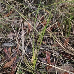 Lomandra filiformis at QPRC LGA - 9 Nov 2023